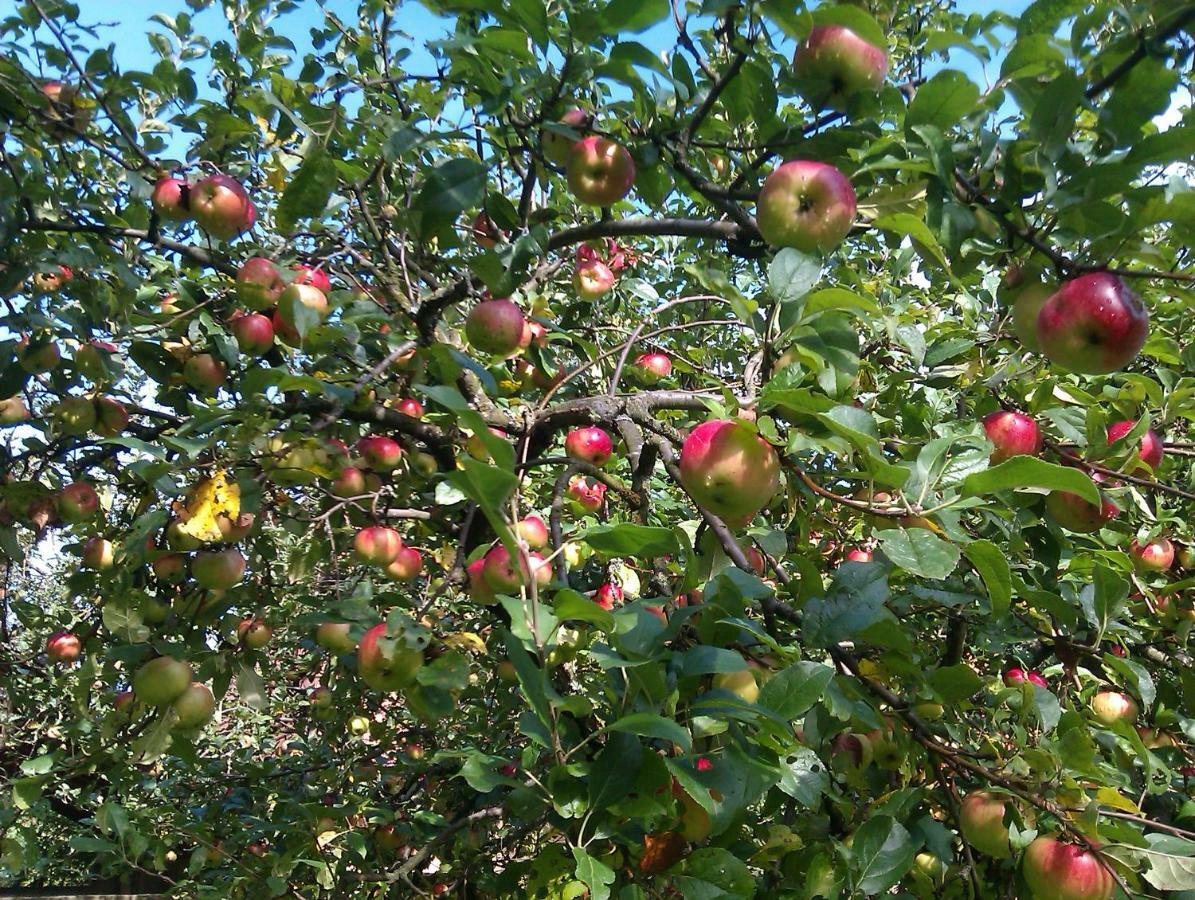 Apple Tree Daire Zagreb Dış mekan fotoğraf